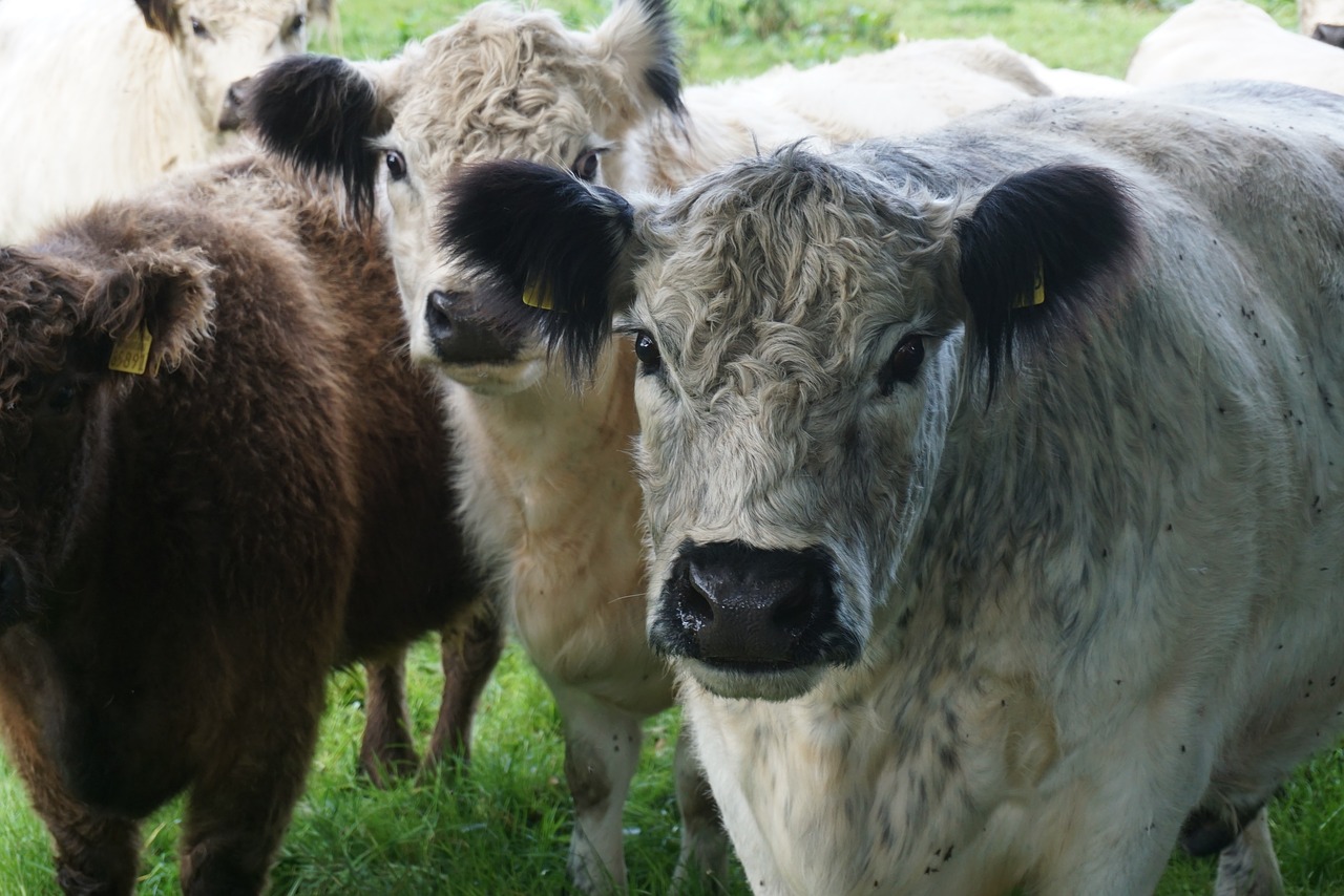 animals cattle agriculture free photo