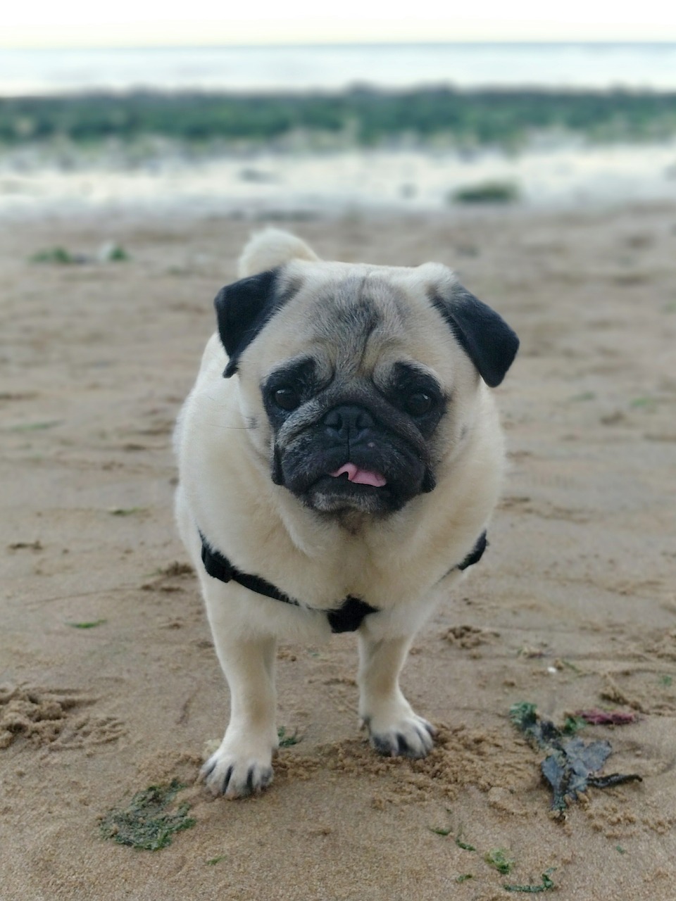 animals pug pugs free photo