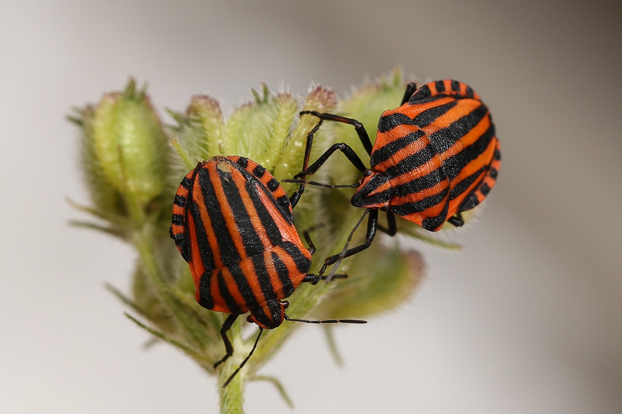 animals bugs striped free photo