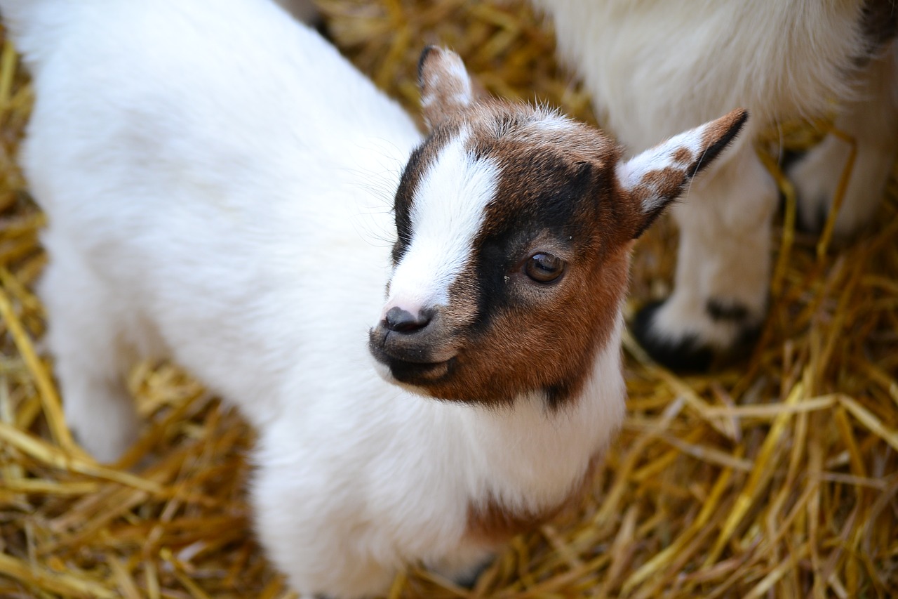 animals goat nature free photo