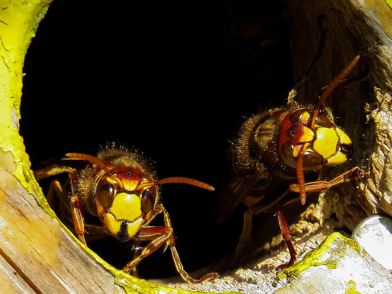 animals hornets insect free photo