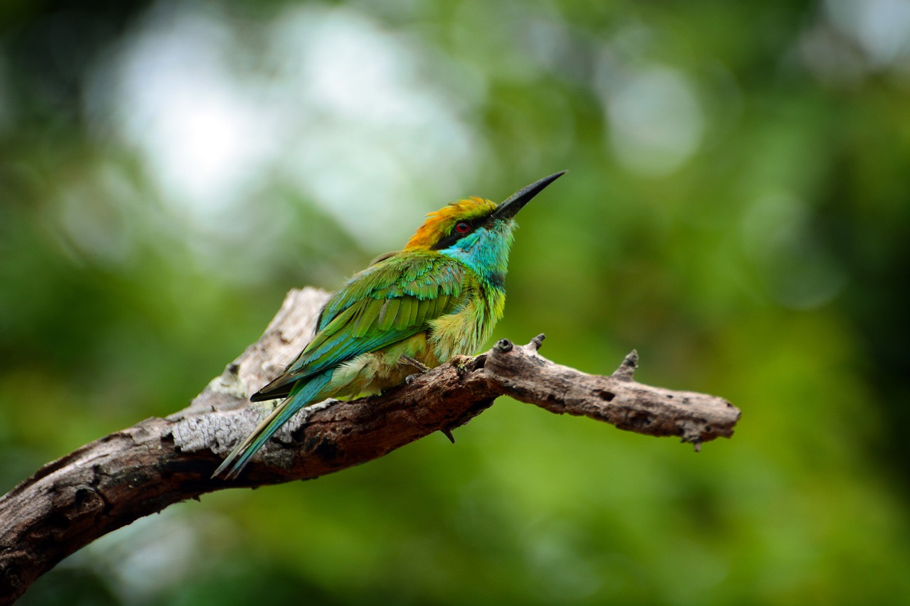 animals birds sri lanka free photo