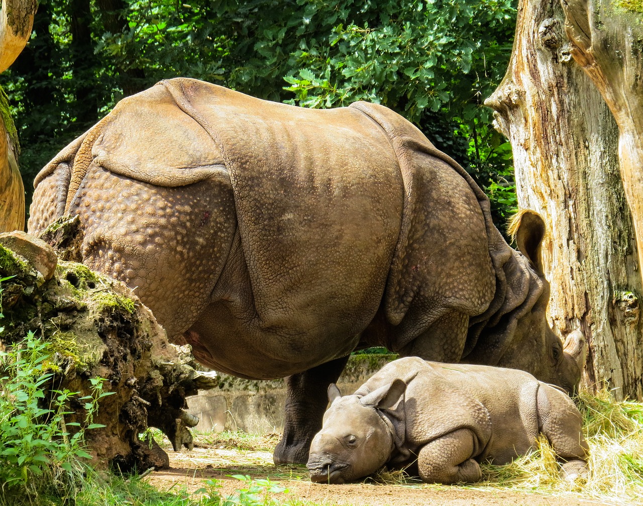 animals rhino pachyderm free photo