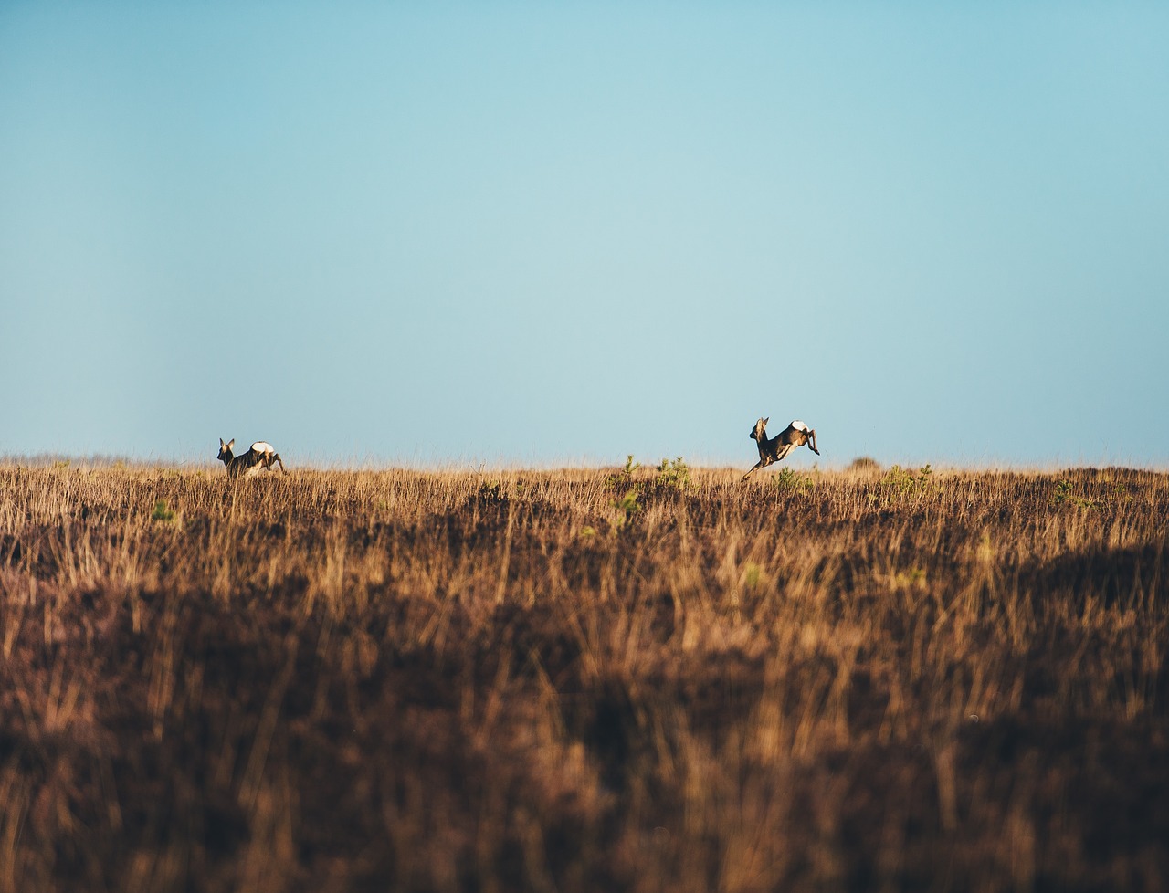 animals dear running free photo