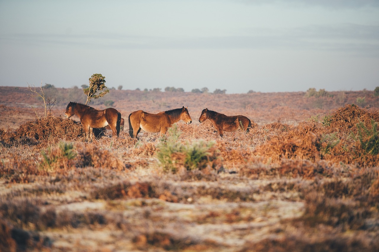 animals horse plants free photo