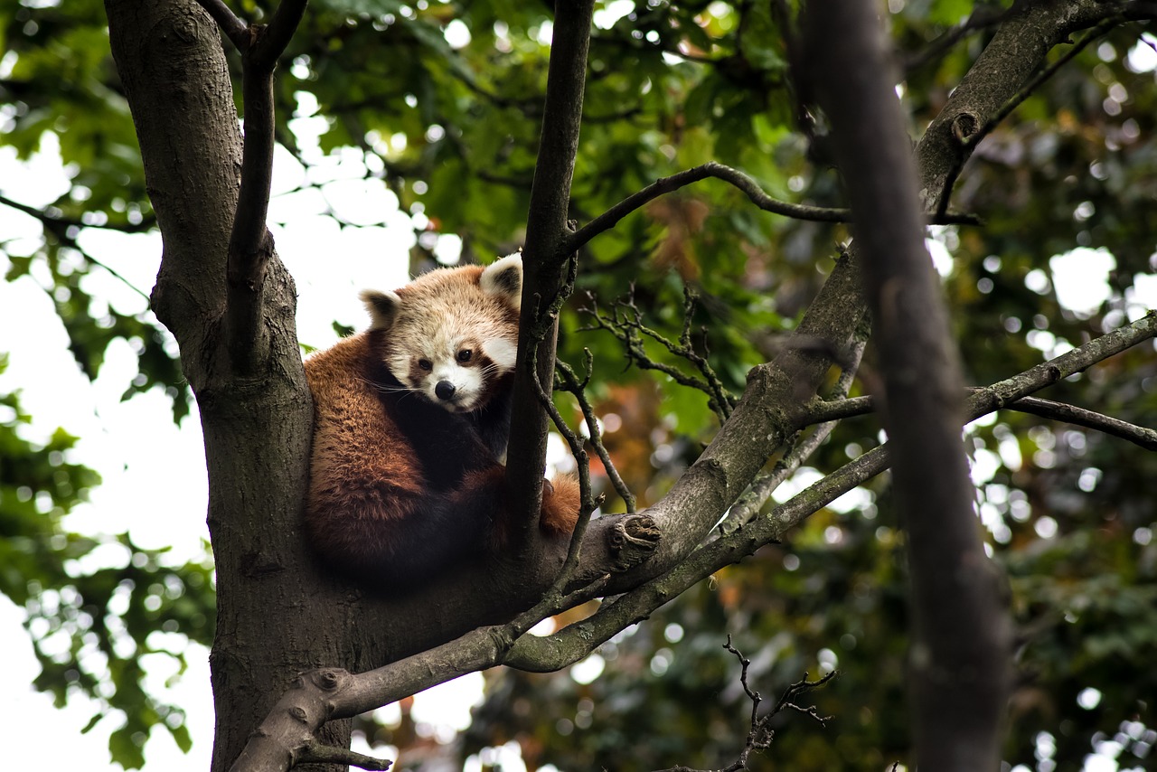 animals red panda tree free photo