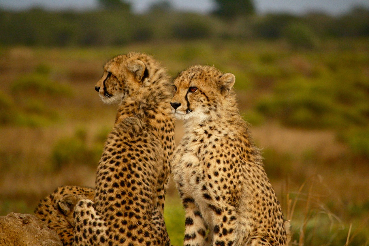 animals cheetah speed free photo