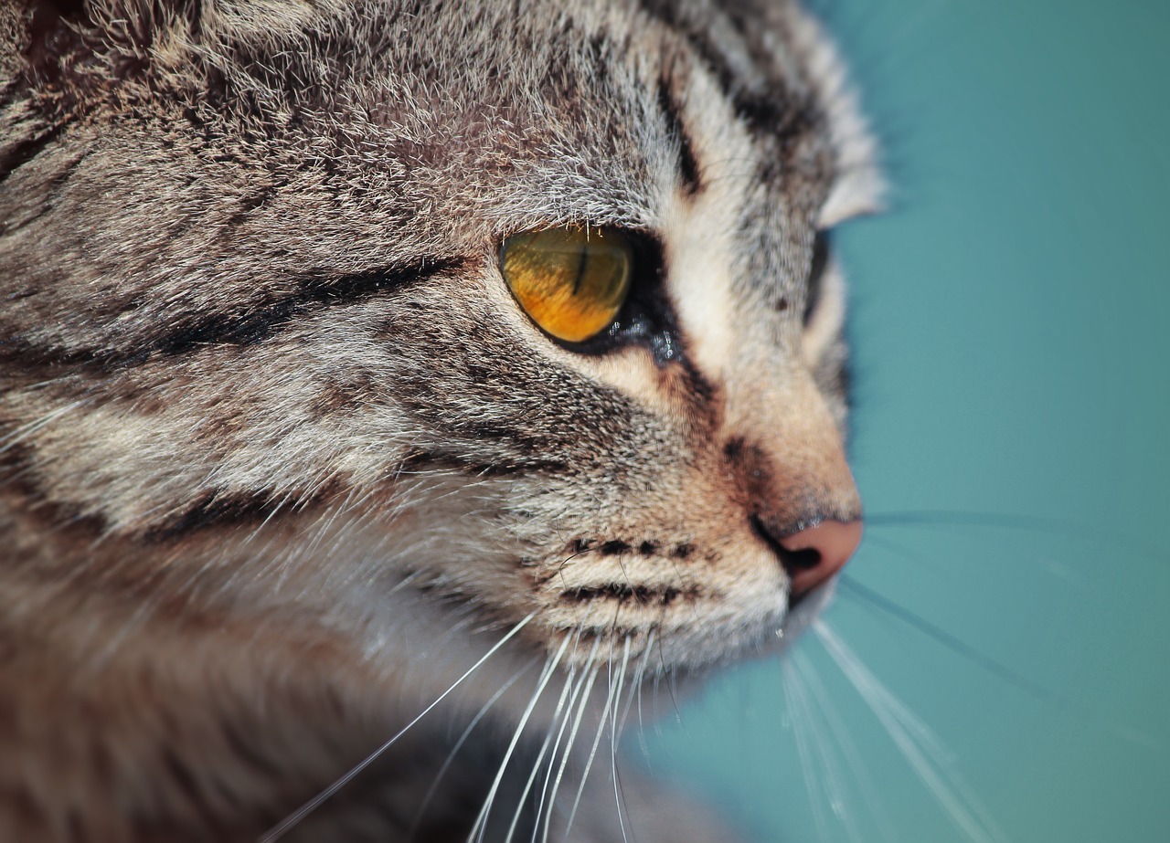 animals cat whiskers free photo