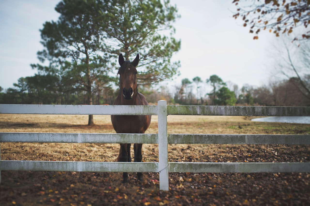 animals horse mane free photo