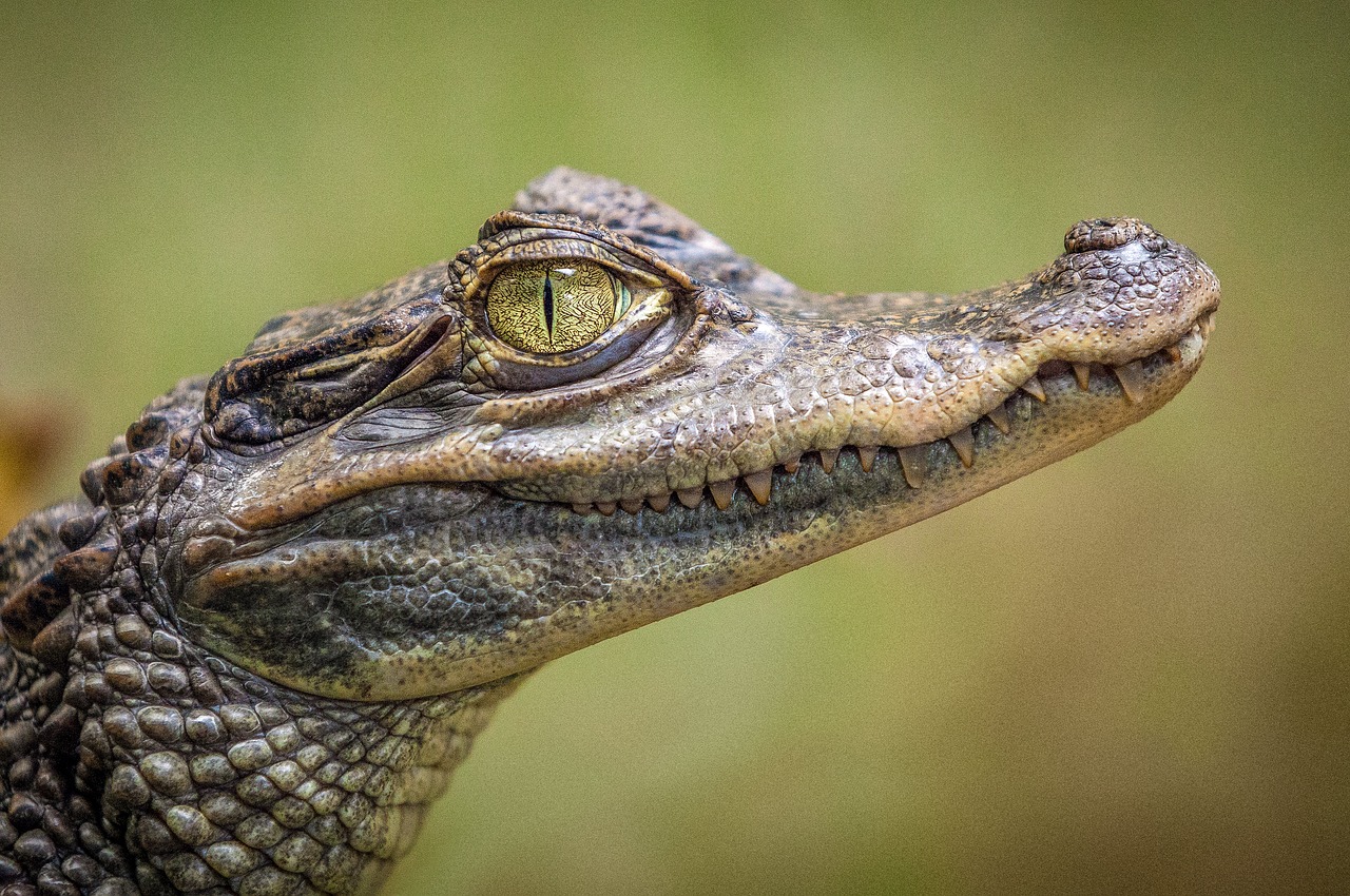 animals reptiles crocodile free photo