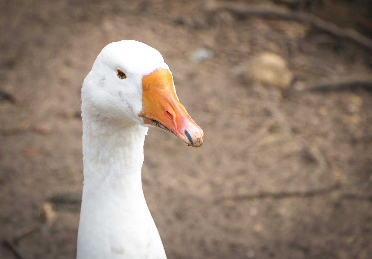 animals birds ducks free photo