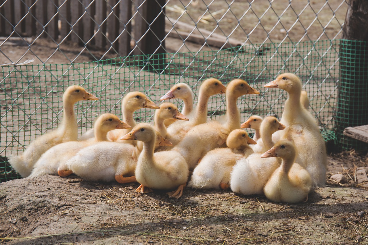 animals birds ducks free photo