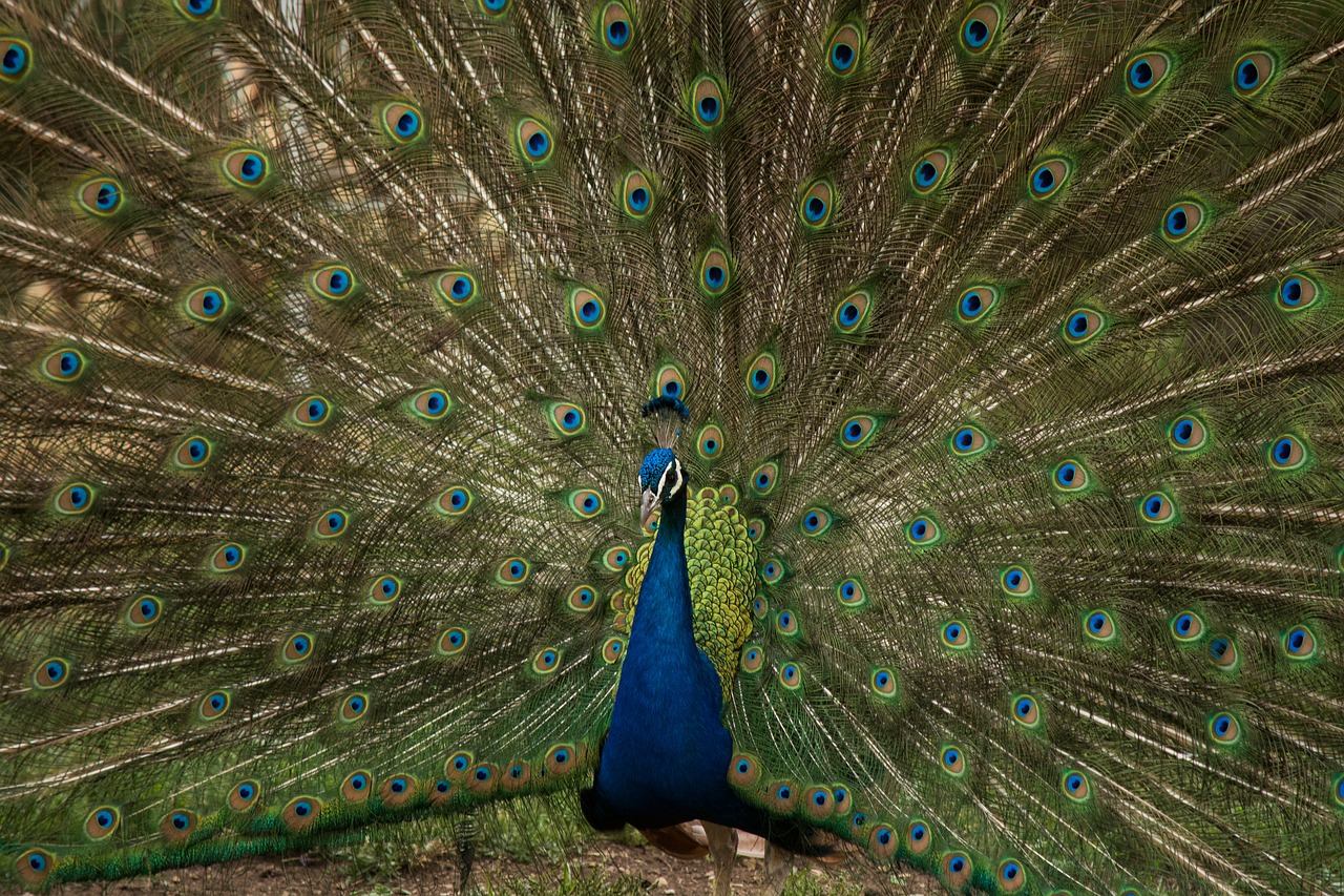 animals birds peacock free photo
