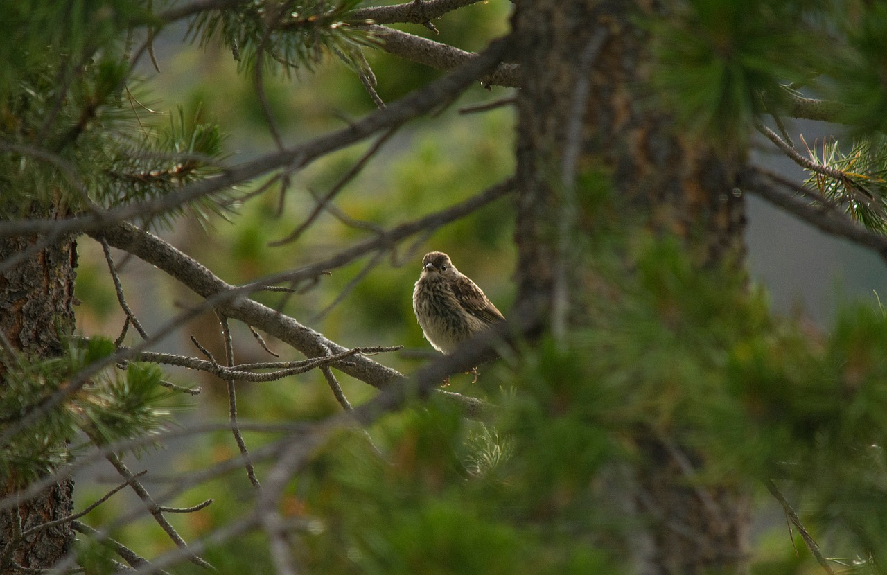 animals birds perched free photo