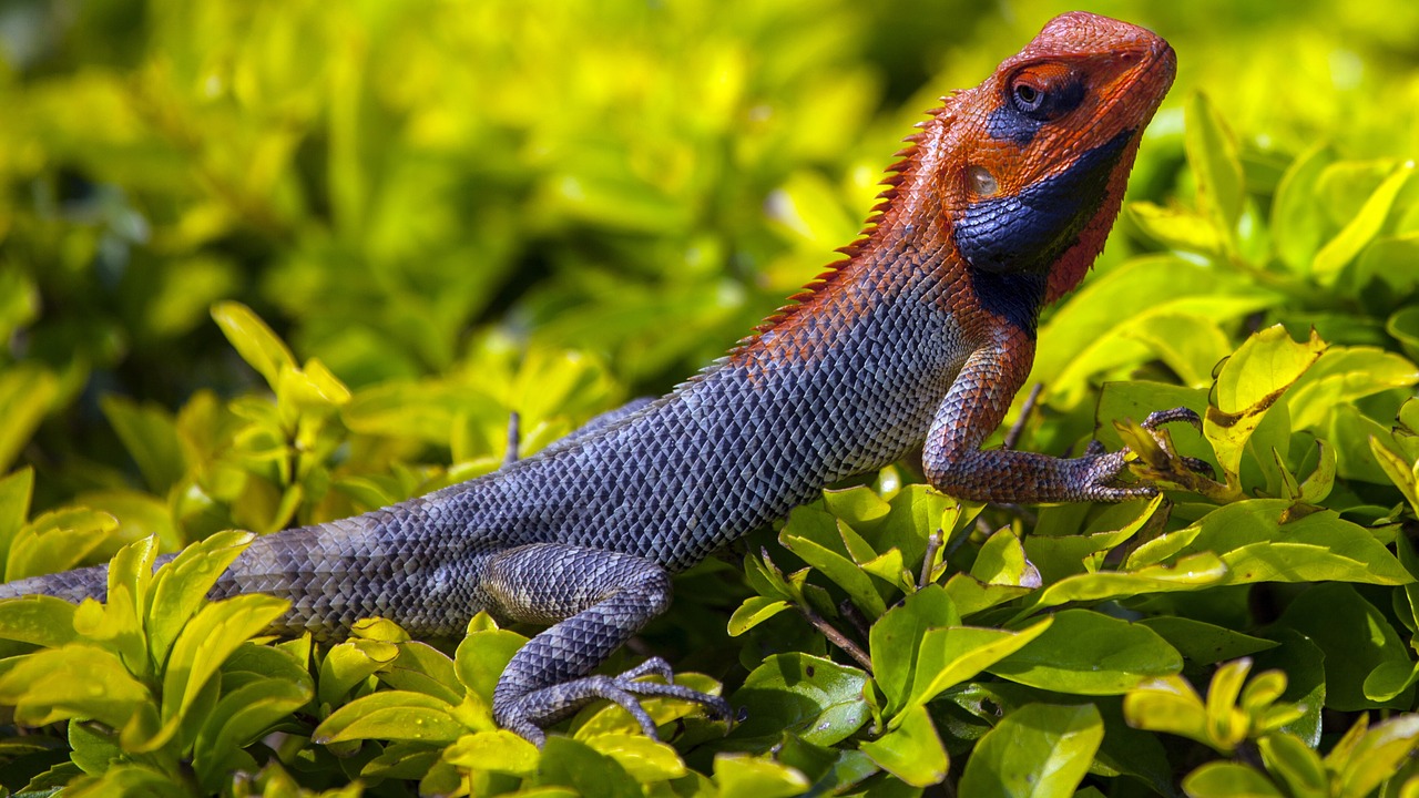 animals reptiles chameleon free photo