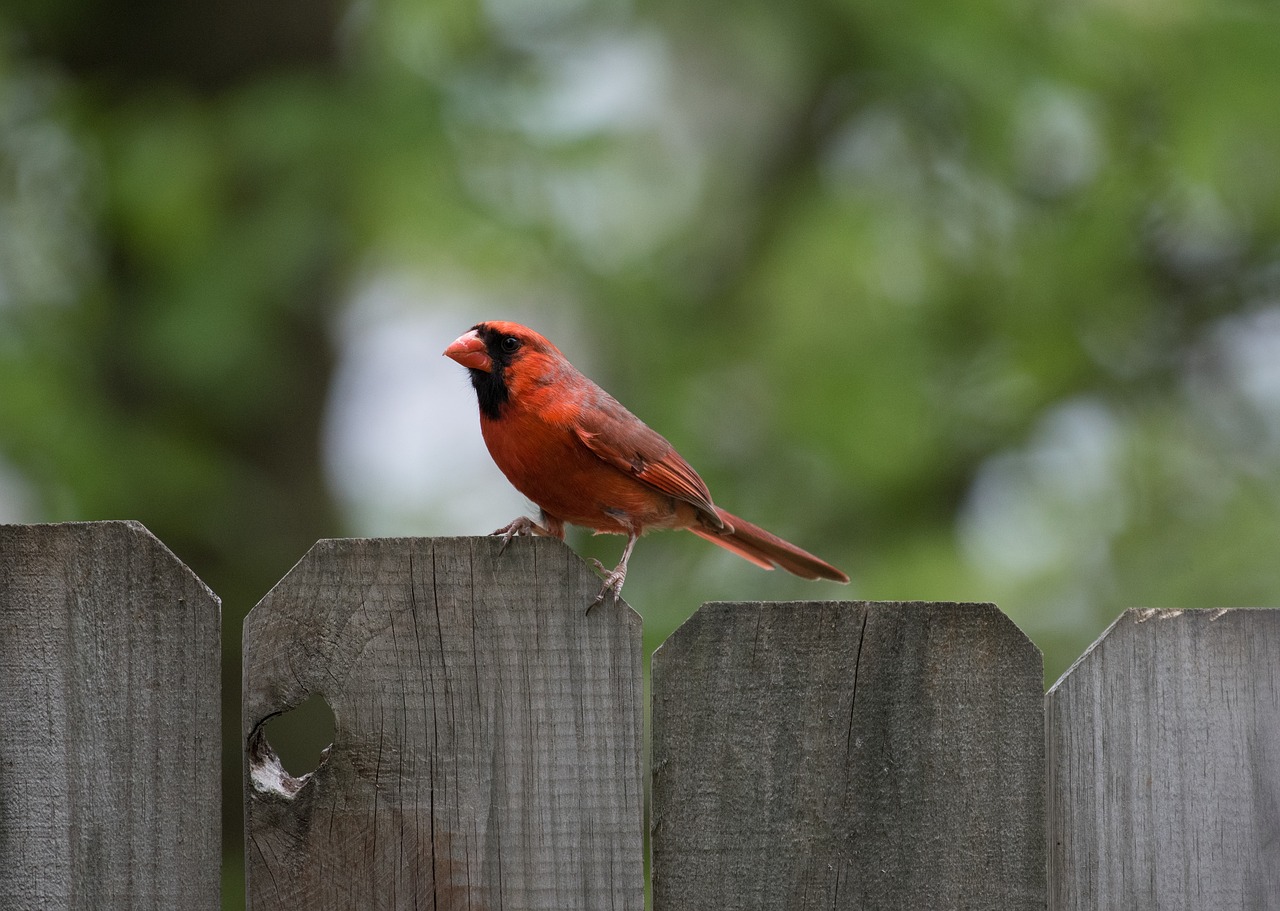 animals birds red free photo