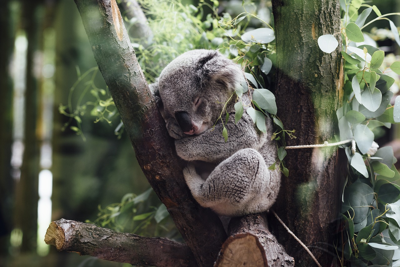 animals mammals koala free photo
