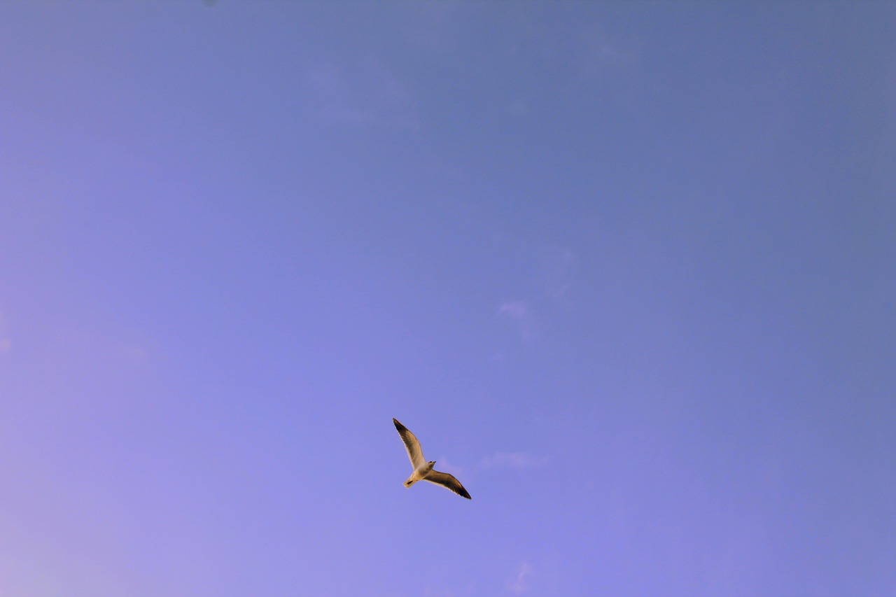 animals bird flight free photo