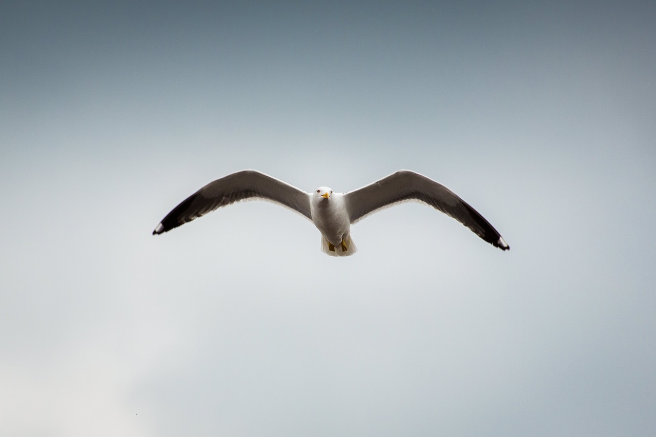 animals birds seagulls free photo