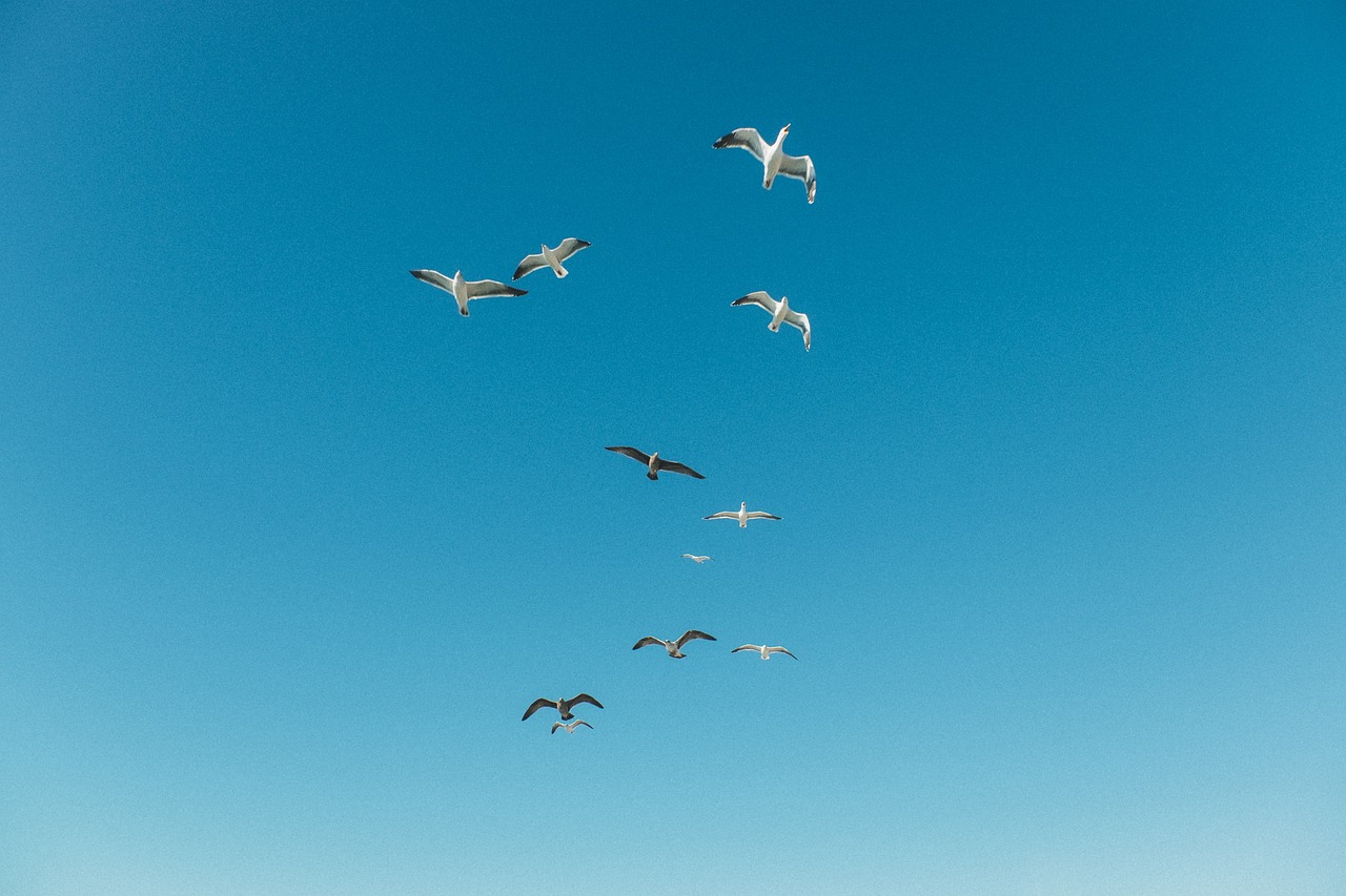 animals birds seagulls free photo