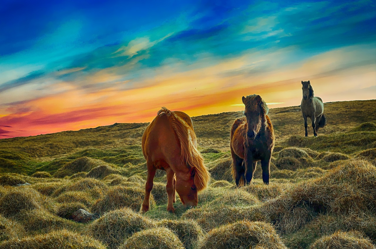 animals horses grazing free photo