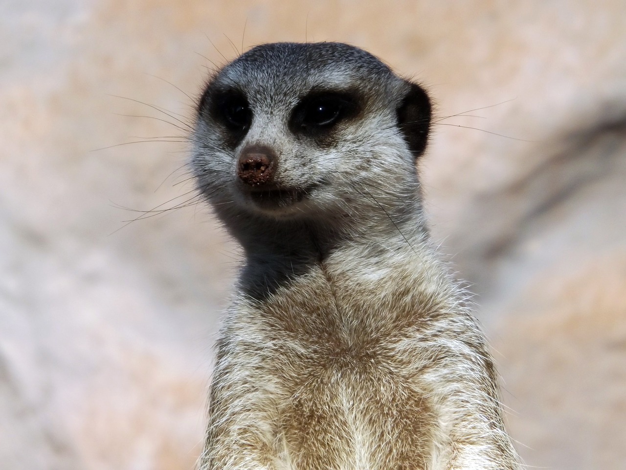 animals zoo meerkat free photo