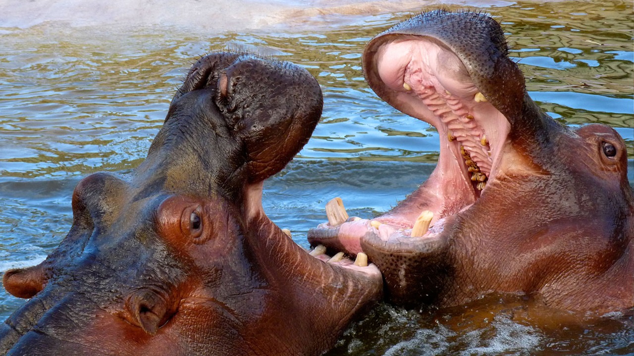 animals hippo wild animals free photo