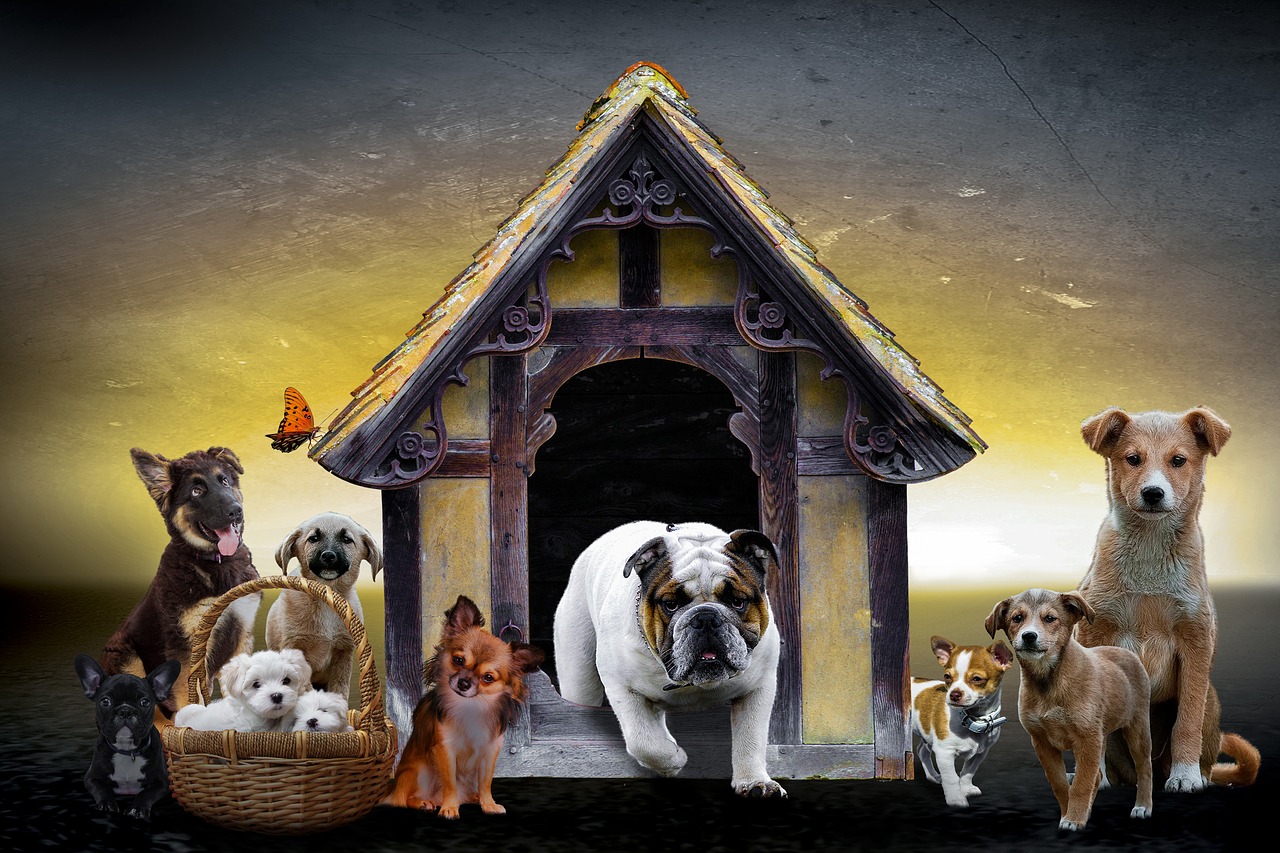 Animals,dogs,puppies,schäfer dog,pug - free image from needpix.com