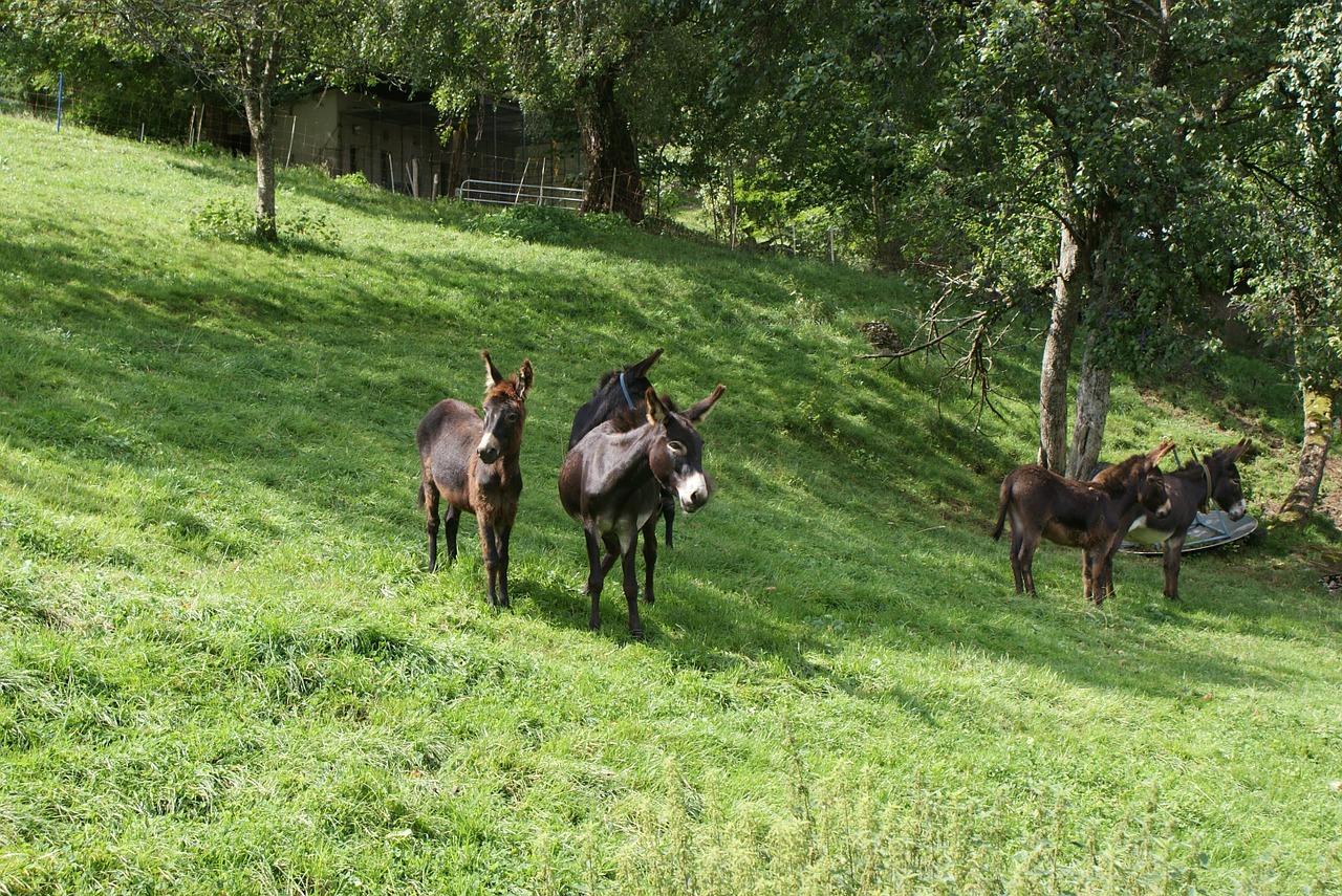 animals donkey nature free photo