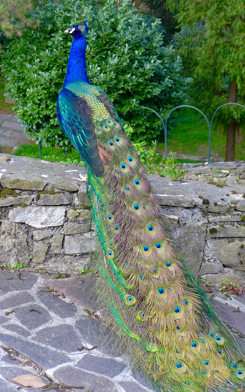 animals bird peacock free photo