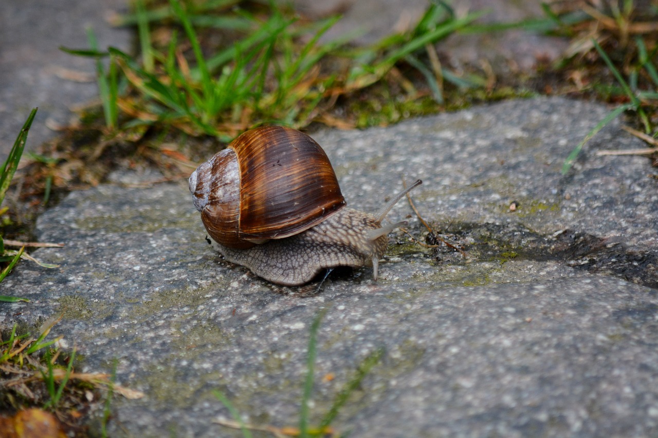 animals snail home free photo