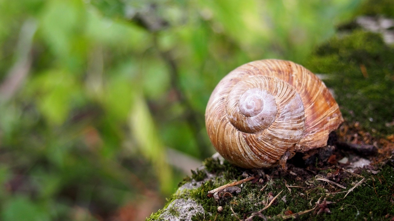 animals snail nature free photo