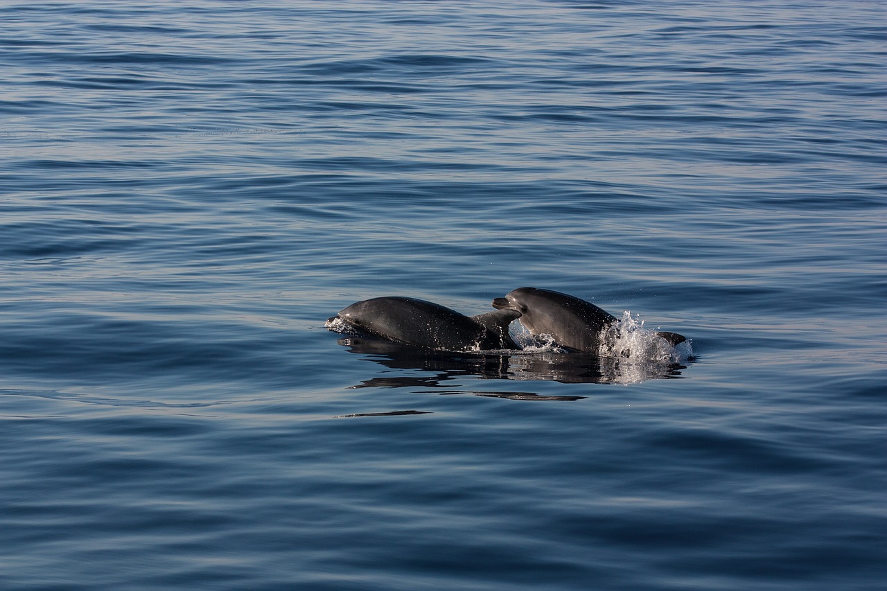 animals dolphin dolphins free photo