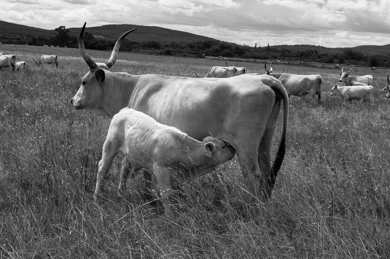 animals grey cattle hungarian free photo
