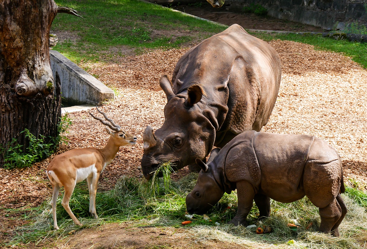 animals rhino rhino baby free photo