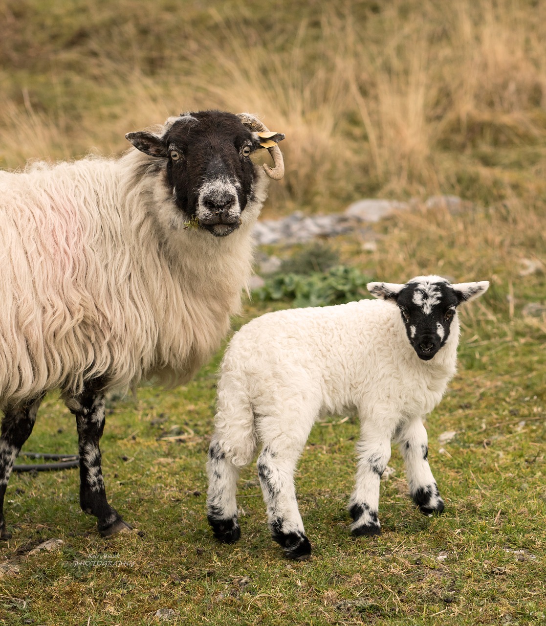 animals sheep nature free photo