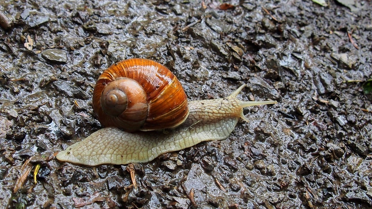 animals snail molluscum free photo