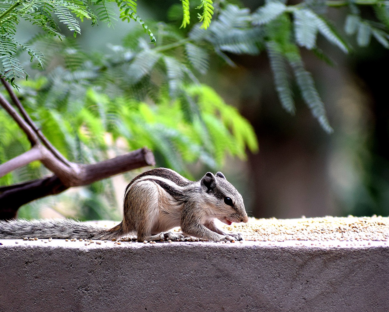 animals nature squirrel free photo