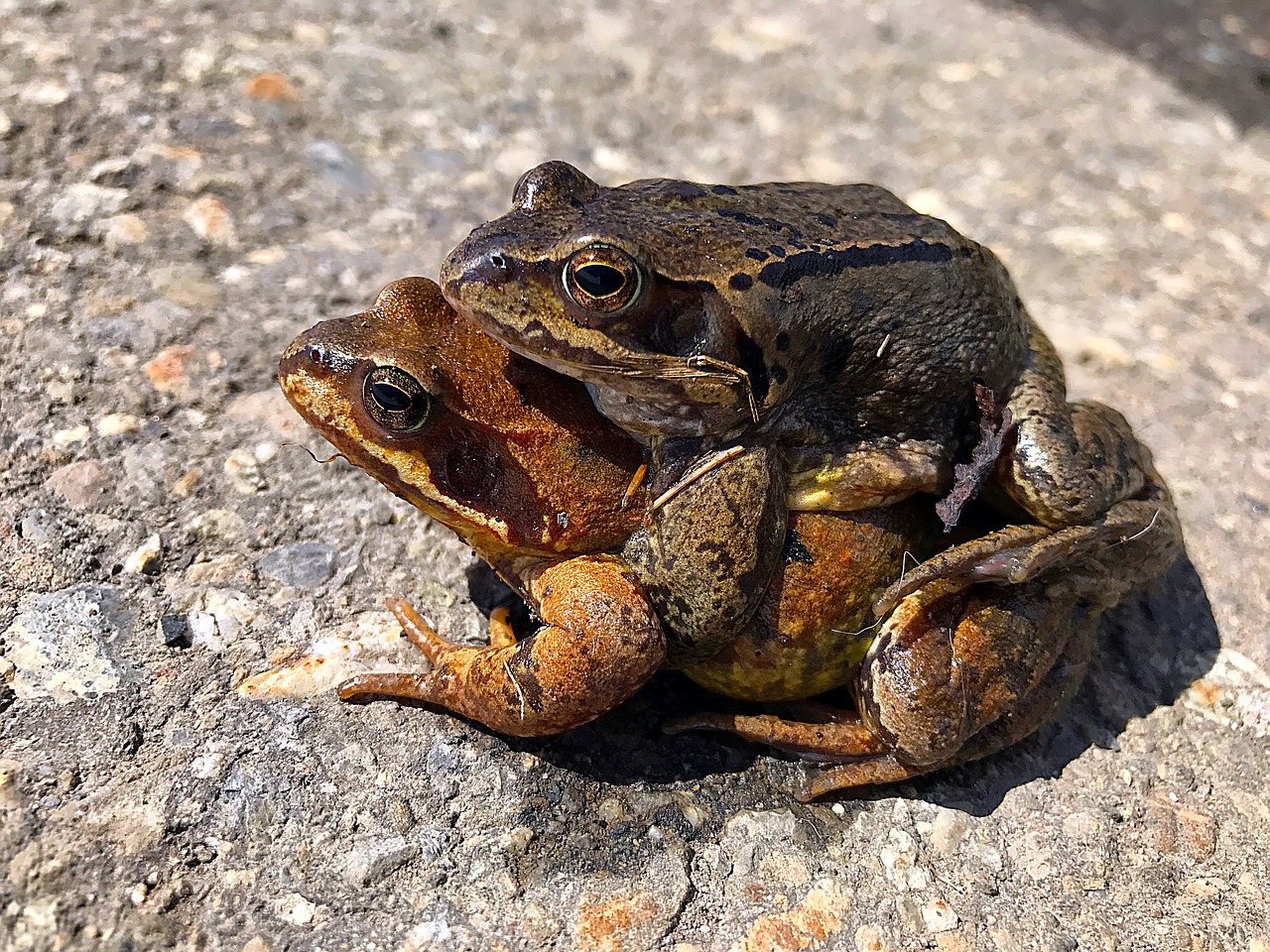 animals frogs pair free photo
