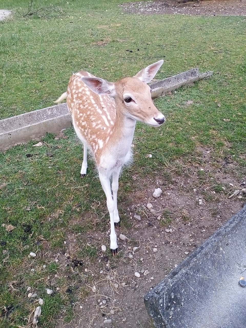 animals wild roe deer free photo