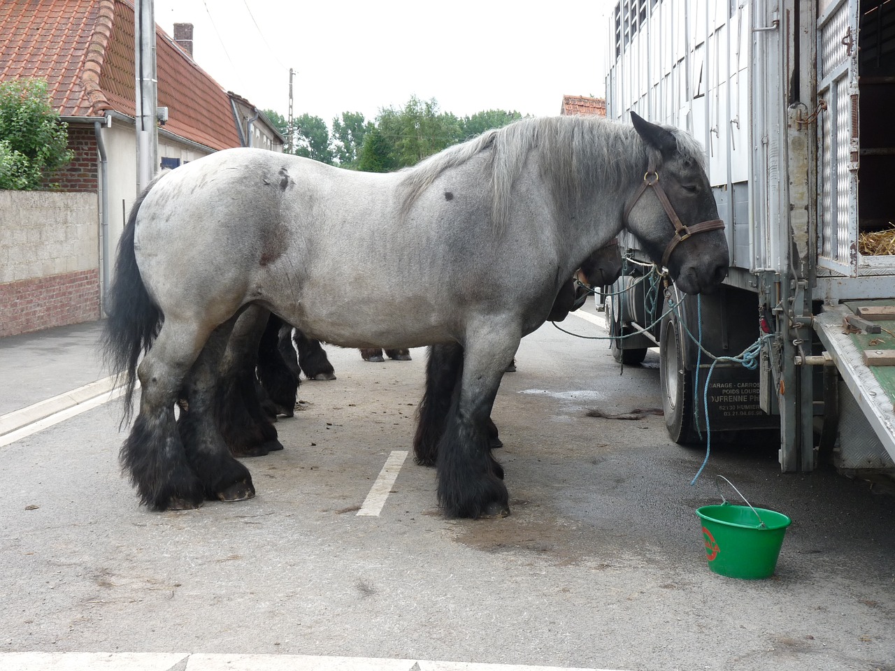 animals fair horse free photo