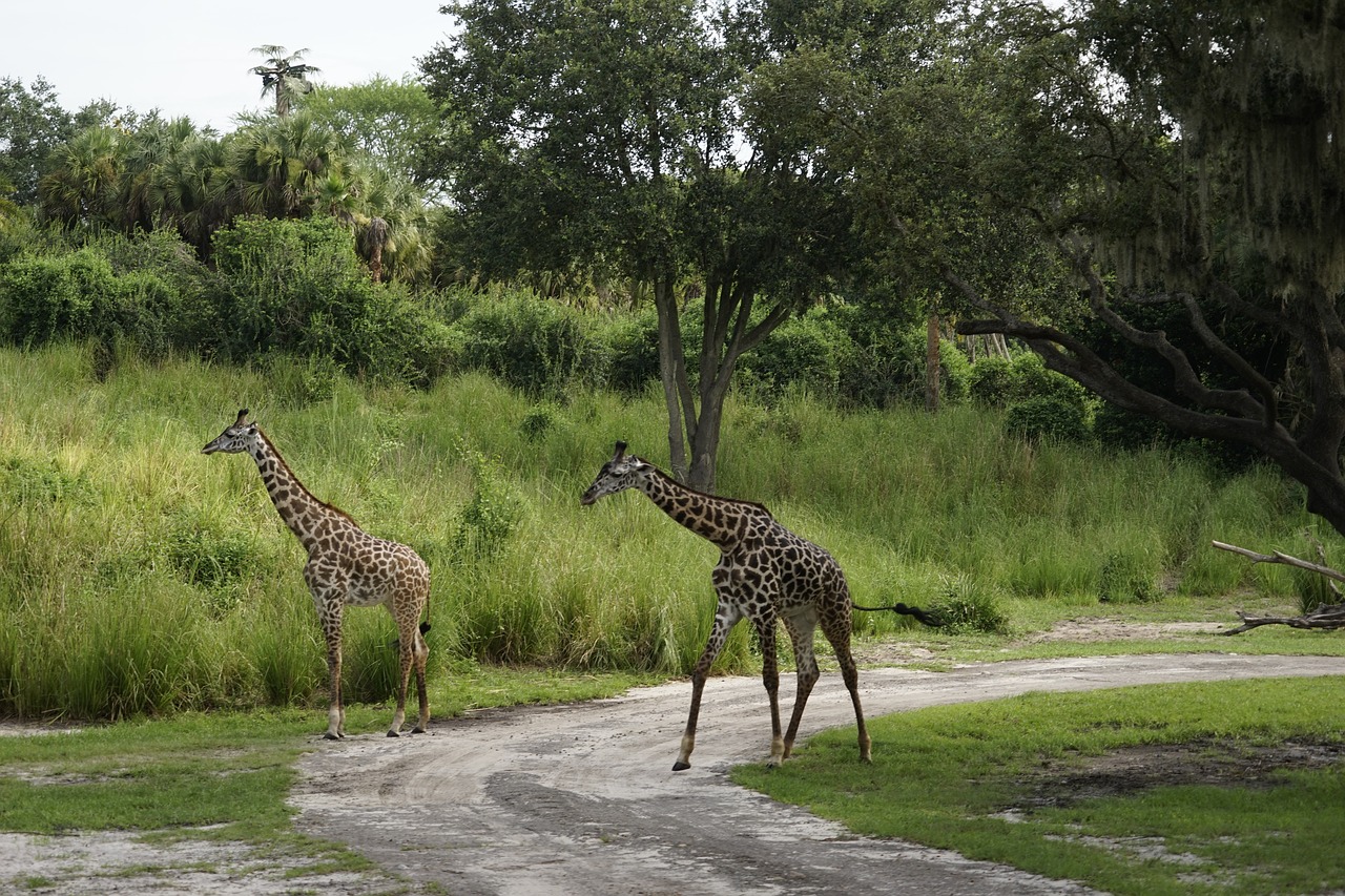 animals giraffe safari free photo