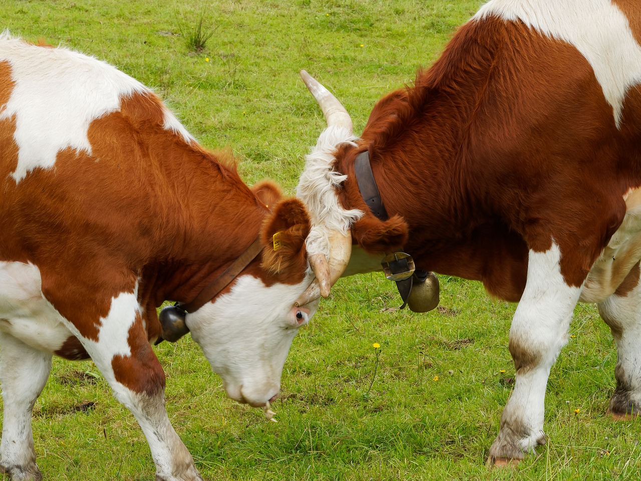 Домашние животные корова и теленок