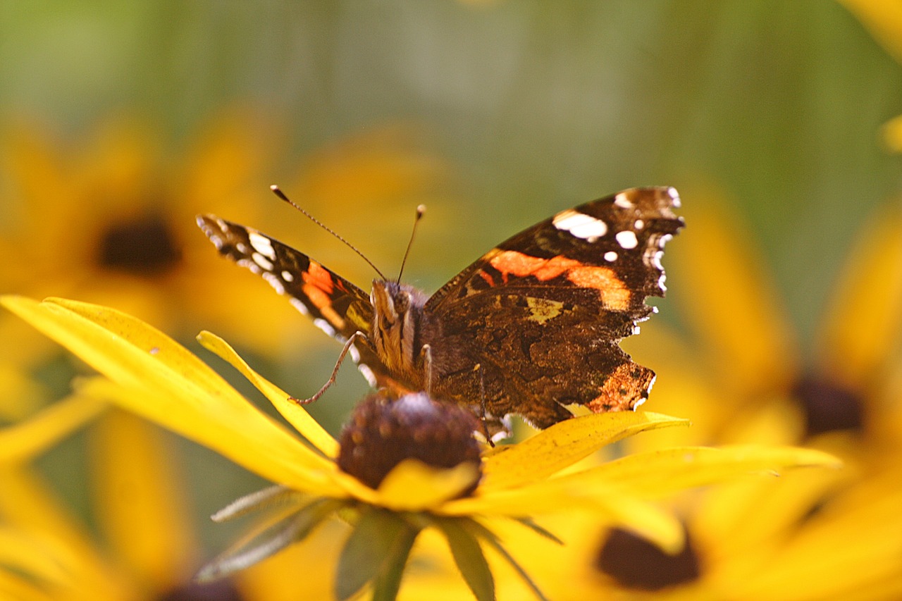 animals walk in the park insect free photo