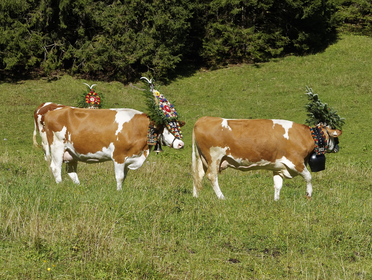 animals transhumance tyrol free photo