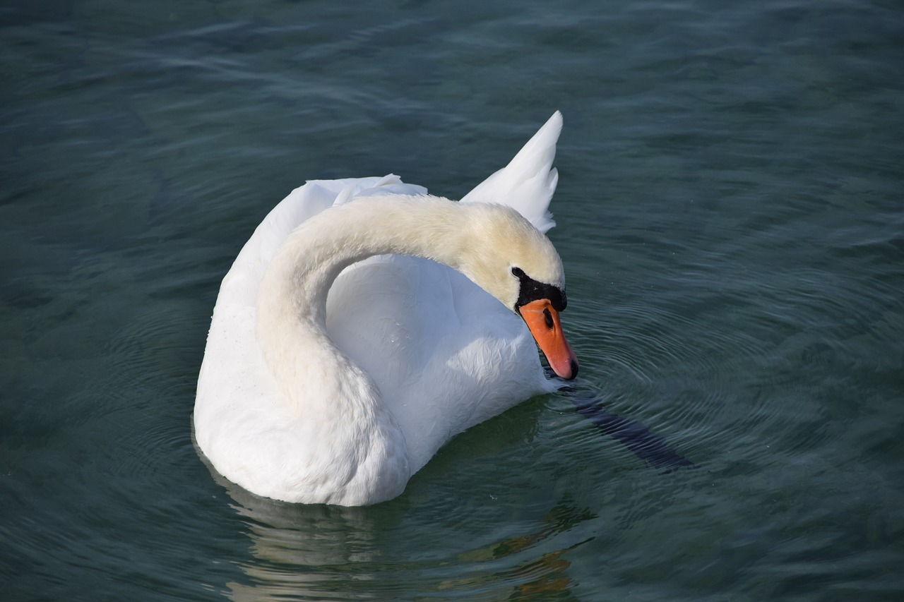 animals birds swans free photo