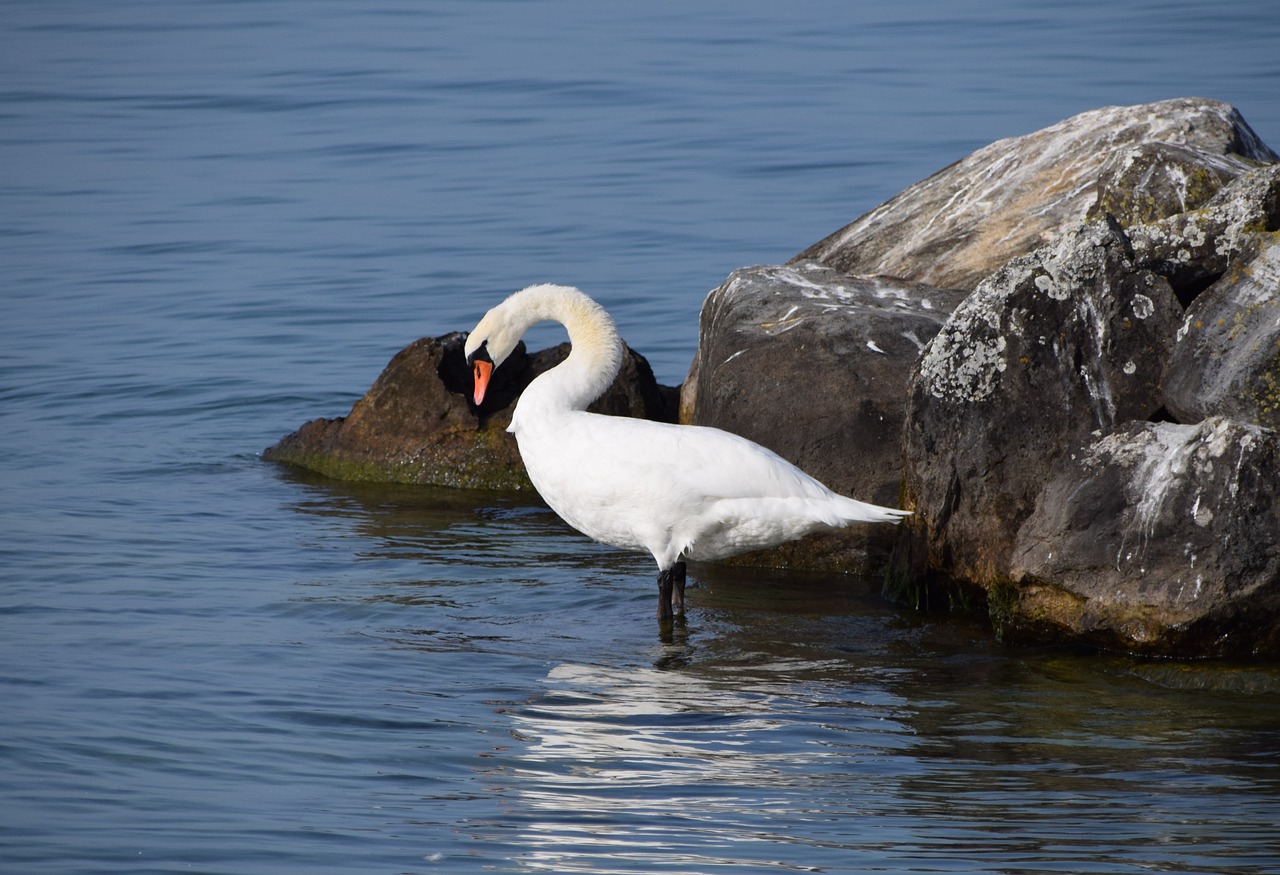 animals birds swans free photo