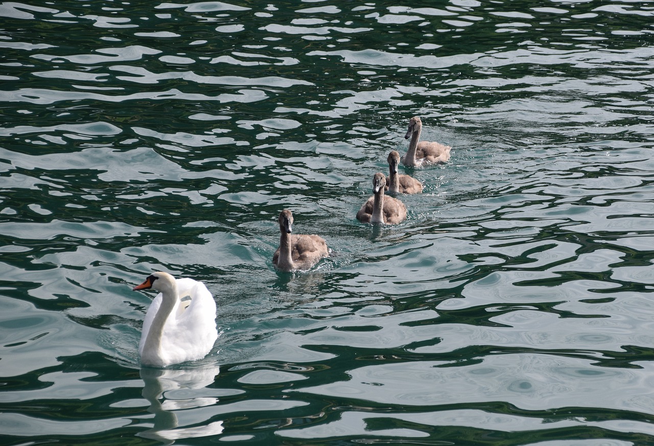 animals swans birds free photo