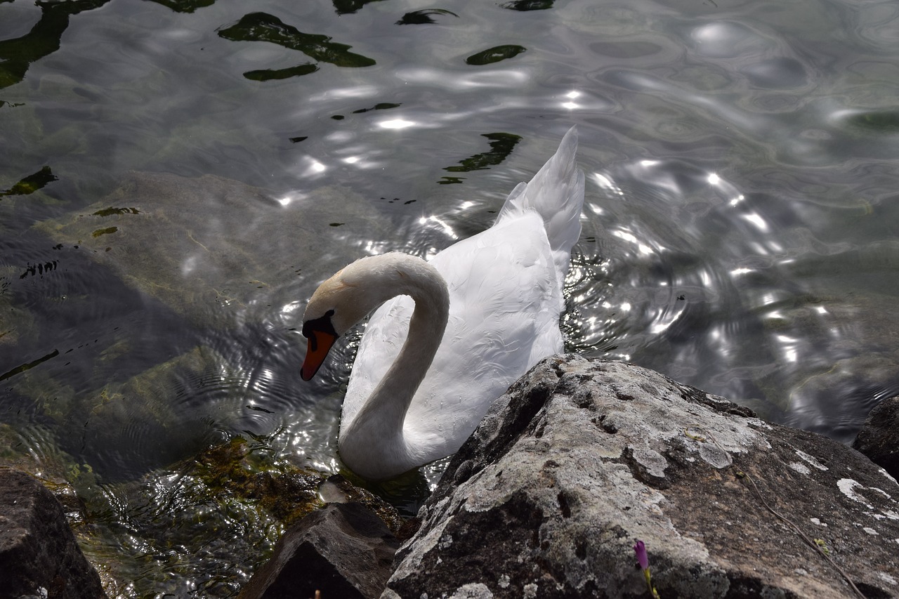 animals birds swans free photo