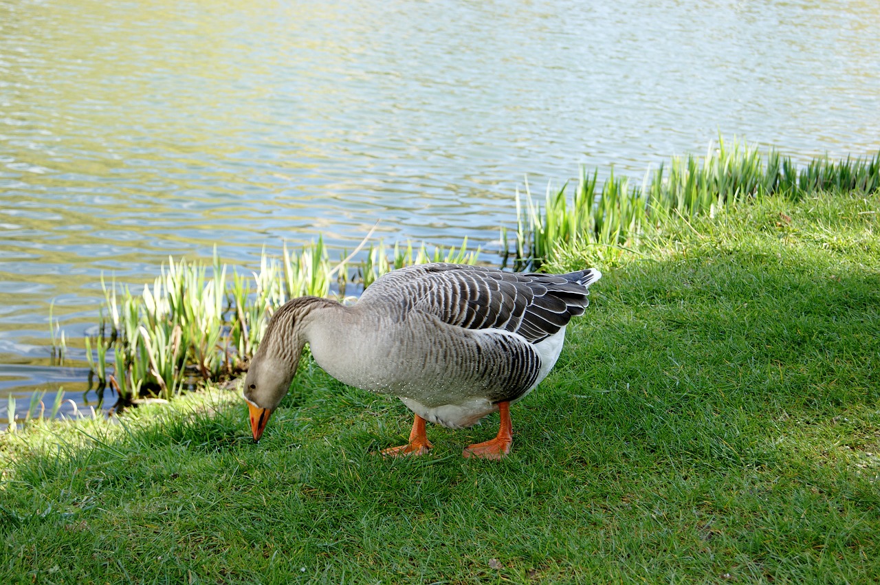 animals geese parks free photo